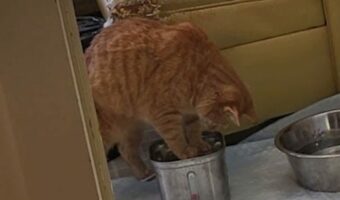 水でパシャパシャと遊んでいた猫。夢中になるあまり周りが一切見えていない??【アメリカ・動画】