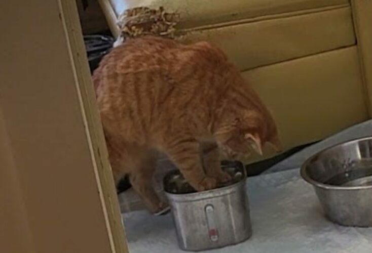 水でパシャパシャと遊んでいた猫。夢中になるあまり周りが一切見えていない？？【アメリカ・動画】