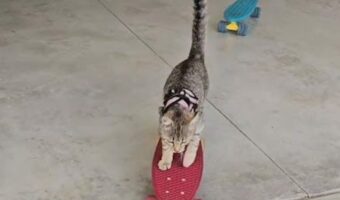 スケートボードが特技の子猫。ぶつからないようにカーブもできるし乗り換えもできちゃう!!【海外・動画】
