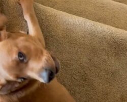 ラブラドールは横着者？階段を腹ばいでくだっていく！！【アメリカ・動画】