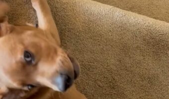 ラブラドールは横着者？階段を腹ばいでくだっていく！！【アメリカ・動画】