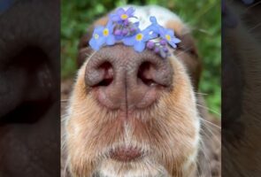 お鼻にお花。勿忘草を鼻に乗せてじっと動かない犬がかわいすぎる！！【海外・動画】