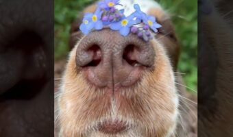 お鼻にお花。勿忘草を鼻に乗せてじっと動かない犬がかわいすぎる！！【海外・動画】