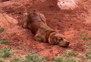 イタズラの証拠隠滅！？穴掘りしているのを飼い主さんに見られたゴールデンレトリバーが取った次の行動に笑っちゃう！！【アメリカ・動画】