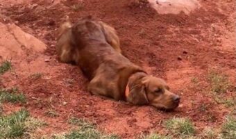 イタズラの証拠隠滅！？穴掘りしているのを飼い主さんに見られたゴールデンレトリバーが取った次の行動に笑っちゃう！！【アメリカ・動画】