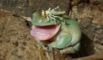 ペシっと一発!カエルが頭の上に乗ったイナゴに強烈なビンタ炸裂!!【海外・動画】