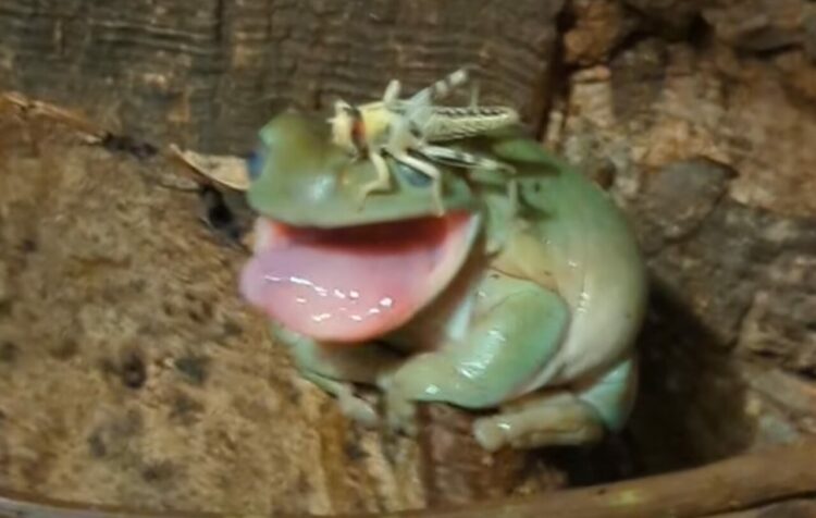 思わず手が出てしまったカエル！頭の上に乗ったイナゴに強烈なビンタ炸裂！！【海外・動画】