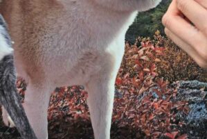 秋田犬に『秋田犬の顔はめパネル』を顔に合わせた結果・・「あまりにも自然すぎる」「得意げに見える」