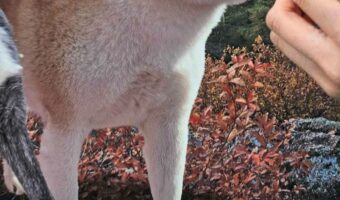 秋田犬に『秋田犬の顔はめパネル』を顔に合わせた結果・・「あまりにも自然すぎる」「得意げに見える」