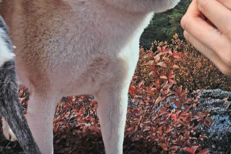 秋田犬に『秋田犬の顔はめパネル』を顔に合わせた結果・・「あまりにも自然すぎる」「得意げに見える」