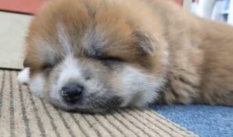 くてっと寝ている秋田犬の赤ちゃんがかわいすぎる!「あんよがぽにょぽにょ」「キレイな肉球」