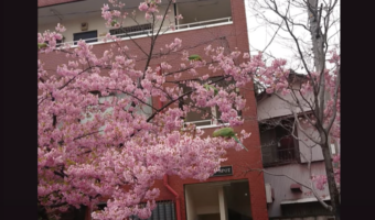 桜の相性のいい鳥と言ったら「メジロ」だよねと思ったら・・インコたちの姿が！！
