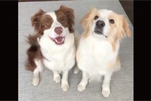 ボーダーコリー達がぎゅっ！ハグをするかわいすぎる姿にキュン！！