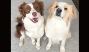 ボーダーコリー達がぎゅっ!ハグをするかわいすぎる姿にキュン!!