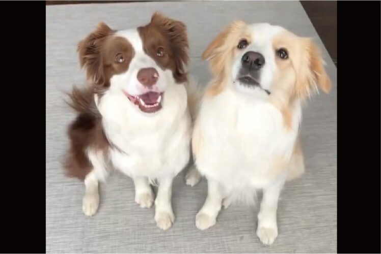 ボーダーコリー達がぎゅっ！ハグをするかわいすぎる姿にキュン！！