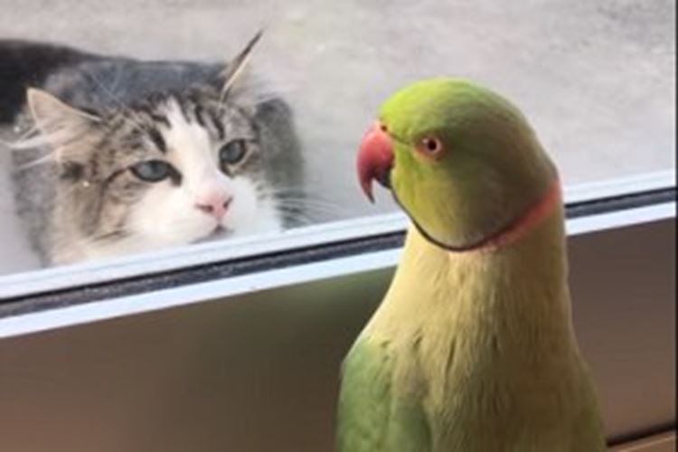 いないいないばあ~!近所の猫ちゃんと遊ぶオウム、仲良しな姿に思わずほっこり