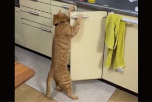 猫がシンク下のキャビネットを開けちゃった！？「言葉を覚えたら家事手伝えますね」「人のやる事、よく見てるよね」