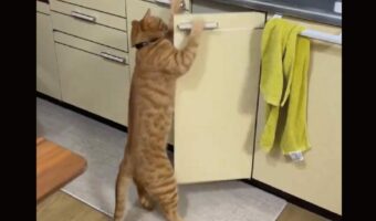 猫がシンク下のキャビネットを開けちゃった!?「言葉を覚えたら家事手伝えますね」「人のやる事、よく見てるよね」