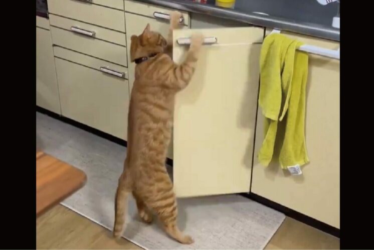 猫がシンク下のキャビネットを開けちゃった！？「言葉を覚えたら家事手伝えますね」「人のやる事、よく見てるよね」