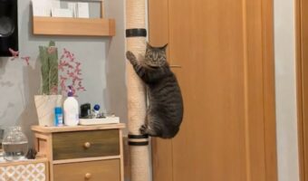 家の中にコアラが！？ポールにしがみつくネコの姿に「ガッシリとしがみついてますね」「きちんとこっちを見てる」と話題に