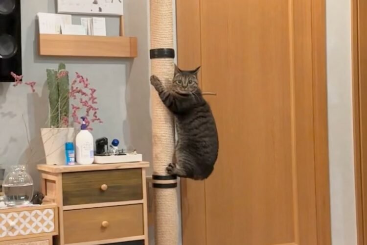 家の中にコアラが！？ポールにしがみつくネコの姿に「ガッシリとしがみついてますね」「きちんとこっちを見てる」と話題に