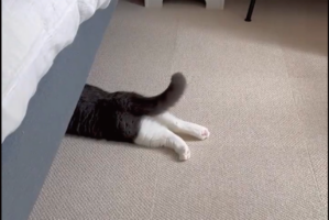 頭隠して尻隠さず。ベッドの下に身を隠しているつもりの猫に「何かいたのかな？」「ご機嫌なシッポ」