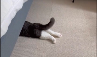 頭隠して尻隠さず。ベッドの下に身を隠しているつもりの猫に「何かいたのかな?」「ご機嫌なシッポ」