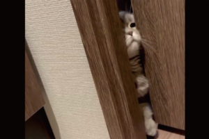 飼い主さんのそばにいたい！トイレへ侵入してくる猫に「かわいさが一番輝く瞬間」