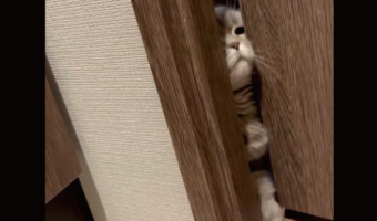 飼い主さんのそばにいたい!トイレへ侵入してくる猫に「かわいさが一番輝く瞬間」