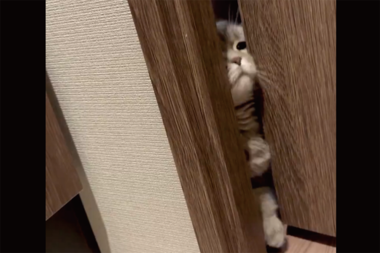 飼い主さんのそばにいたい！トイレへ侵入してくる猫に「かわいさが一番輝く瞬間」