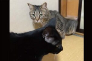 ２匹の個性がここでも見える！ペットドアをくぐる様子の違いに「スピード感がよくわかりますね」