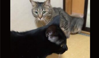 ２匹の個性がここでも見える！ペットドアをくぐる様子の違いに「スピード感がよくわかりますね」