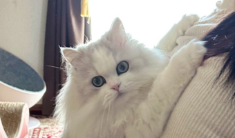 飼い主さんのお出かけを察知した猫たち。必死な様子に「絶対に行かにゃいで」「そしてカメラ目線」