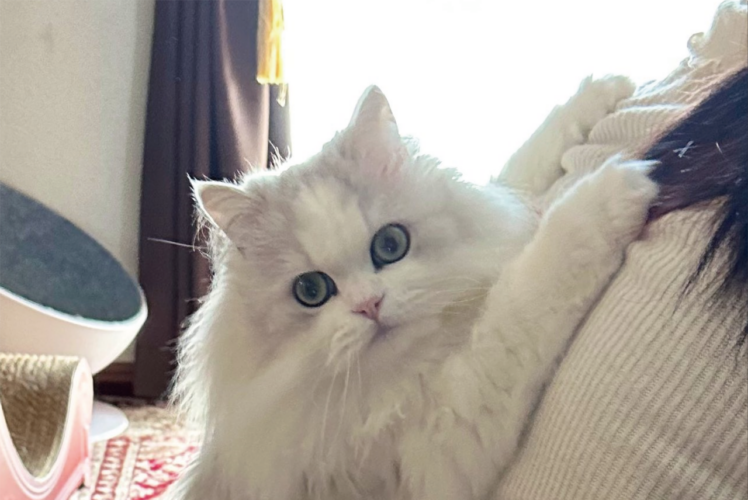 飼い主さんのお出かけを察知した猫たち。必死な様子に「絶対に行かにゃいで」「そしてカメラ目線」