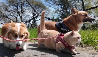 みんなでおさんぽ!だけど温度差を感じるその光景に「もう帰りたい頼む!って顔」「前進あるのみの鋭い眼差し」