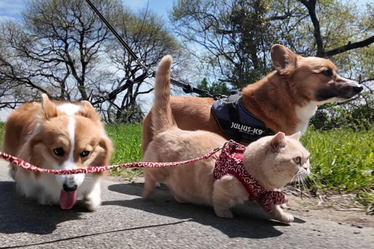 みんなでおさんぽ！だけど温度差を感じるその光景に「もう帰りたい頼む！って顔」「前進あるのみの鋭い眼差し」