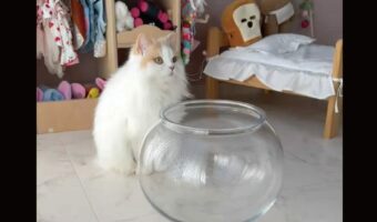 猫が液体になる瞬間を激写した映像が話題に!「この容器におさまるなんて」「中で余裕そうに動けてるのもすごい」