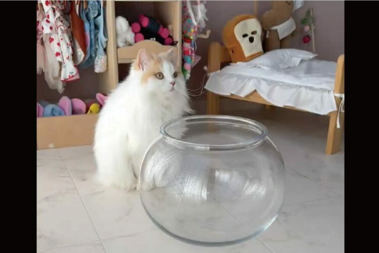 猫が液体になる瞬間を激写した映像が話題に！「この容器におさまるなんて」「中で余裕そうに動けてるのもすごい」