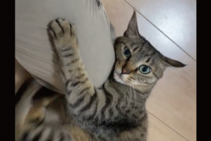 膝を独占したい猫。ギュッと抱き着き連続キックする様子がかわいすぎると話題に「一生懸命な感じが微笑ましい」「顔と仕草とすべてがかわいい」
