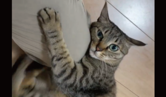 膝を独占したい猫。ギュッと抱き着き連続キックする様子がかわいすぎると話題に「一生懸命な感じが微笑ましい」「顔と仕草とすべてがかわいい」