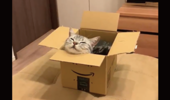 ダンボールに入ってスヤスヤ・・。あご乗せして寝てしまうネコがかわいすぎると話題に「気持ち良さそう」「ちょうどいい高さ?」