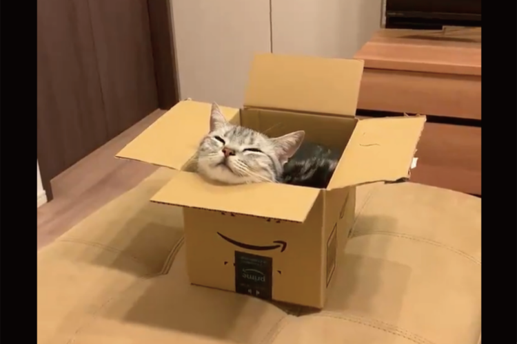 ダンボールに入ってスヤスヤ・・。あご乗せして寝てしまうネコがかわいすぎると話題に「気持ち良さそう」「ちょうどいい高さ？」
