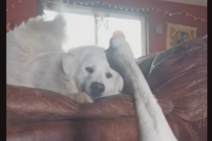 お互いに「いないいないばあ」をしている？ガチョウと犬のじゃれあいがかわいい！！【アメリカ・動画】