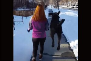 まるでカンガルー？おさんぽ中の愛犬がピョン！もう一度ピョンっとジャンプ！！