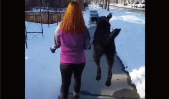 まるでカンガルー?おさんぽ中の愛犬がピョン!もう一度ピョンっとジャンプ!!