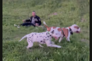 丘を下る犬たち。全力で駆けてきますが・・その後ろに転んだ飼い主さんが！！【海外・動画】