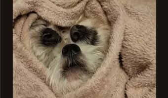 新種の生物？いいえ違います！3匹の犬がブランケットにくるまってる！！【海外・動画】