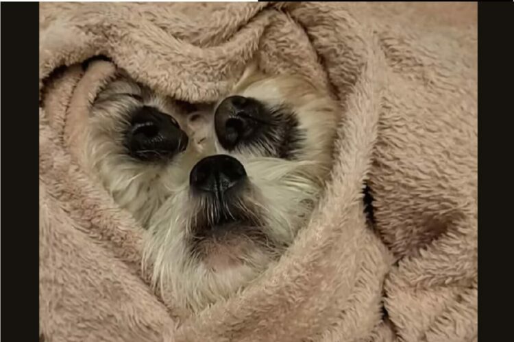 新種の生物？いいえ違います！3匹の犬がブランケットにくるまってる！！【海外・動画】