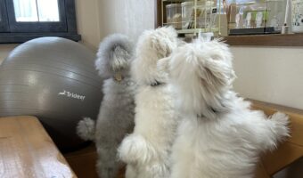 キッチンの様子を気にする愛犬たちがかわいすぎる!「どこか絵になる写真」「同じポーズでかわいらしい!」