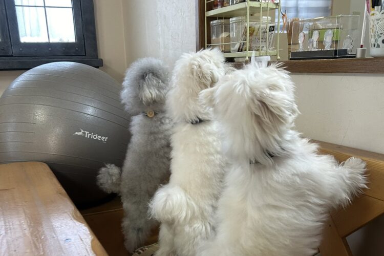 キッチンの様子を気にする愛犬たちがかわいすぎる！「どこか絵になる写真」「同じポーズでかわいらしい！」